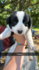 Photo №1. border collie - for sale in the city of Iowa City | 400$ | Announcement № 111393