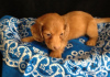Photo №1. dachshund - for sale in the city of Murmansk | 443$ | Announcement № 18757