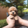 Photo №1. english cocker spaniel, poodle (toy) - for sale in the city of Paris | negotiated | Announcement № 85565