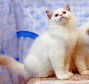 Photo №3. Ragdoll kittens are rare and very unusual guys. Sold cheap. Russian Federation