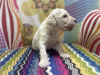 Photo №4. I will sell poodle (royal) in the city of Zrenjanin. breeder - price - negotiated