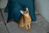 Photo №2 to announcement № 19586 for the sale of abyssinian cat - buy in Belarus breeder