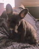 Photo №4. I will sell french bulldog in the city of Kiev. private announcement - price - 1100$