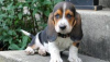 Photo №1. basset hound - for sale in the city of Cologne | negotiated | Announcement № 103083