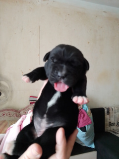 Photo №4. I will sell  in the city of Stavropol. breeder - price - 0$