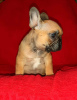 Photo №2 to announcement № 7641 for the sale of french bulldog - buy in Russian Federation breeder