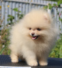 Additional photos: Pomeranian puppies 2.5 months