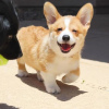 Photo №1. welsh corgi - for sale in the city of Bern | negotiated | Announcement № 120115