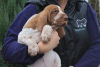 Photo №2 to announcement № 8165 for the sale of bracco italiano - buy in Russian Federation 