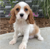 Photo №1. cavalier king charles spaniel - for sale in the city of Alaska | 650$ | Announcement № 50491
