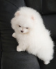 Photo №4. I will sell pomeranian in the city of Kiev. private announcement - price - 1000$