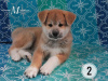 Photo №1. akita - for sale in the city of Kiev | 500$ | Announcement № 7549