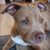 Photo №1. american staffordshire terrier - for sale in the city of Rome | negotiated | Announcement № 53879