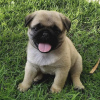 Photo №1. pug - for sale in the city of Munich | negotiated | Announcement № 119727