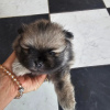 Photo №4. I will sell pomeranian in the city of Belgrade. private announcement - price - negotiated