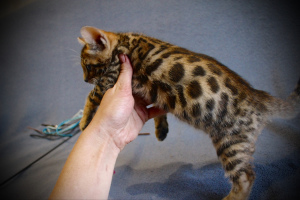 Photo №1. bengal cat - for sale in the city of Chernigov | 300$ | Announcement № 280
