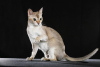 Photo №2 to announcement № 55580 for the sale of singapura cat - buy in United States 