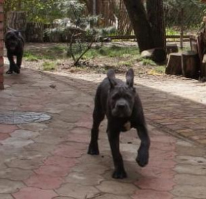 Additional photos: Cane Corso puppies for sale