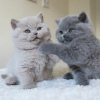 Photo №2 to announcement № 115213 for the sale of british shorthair - buy in Netherlands private announcement