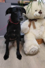 Photo №3. Wonderful, affectionate dog Jessie looking for a home!. Russian Federation