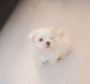Photo №1. maltese dog - for sale in the city of Bremen | 300$ | Announcement № 70933