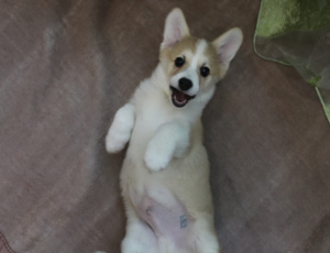 Photo №2 to announcement № 4566 for the sale of welsh corgi - buy in Ukraine private announcement
