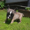 Photo №1. french bulldog - for sale in the city of Novosibirsk | 276$ | Announcement № 20560