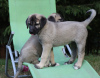 Additional photos: Kangal puppies