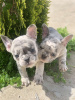 Additional photos: Hello french bulldog puppies for sale.