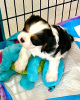 Photo №1. cavalier king charles spaniel - for sale in the city of Berlin | 106$ | Announcement № 100242