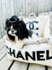 Photo №2 to announcement № 126466 for the sale of shih tzu - buy in Ukraine private announcement