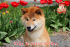 Photo №4. I will sell shiba inu in the city of Khmelnitsky. from nursery - price - 1585$