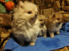 Photo №2 to announcement № 8496 for the sale of german spitz - buy in Russian Federation from nursery
