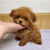 Photo №2 to announcement № 88684 for the sale of poodle (toy) - buy in Israel private announcement