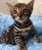 Photo №1. bengal cat - for sale in the city of Гамбург | 371$ | Announcement № 107607
