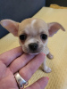 Additional photos: Mini Chihuahuas