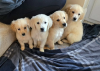 Photo №1. golden retriever - for sale in the city of Klaipėda | 423$ | Announcement № 127600