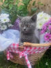 Photo №1. british shorthair - for sale in the city of Wiesbaden | 370$ | Announcement № 108598