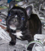 Photo №1. french bulldog - for sale in the city of Gżira | Is free | Announcement № 93356
