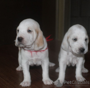 Photo №3. High-bred porcelain puppies for sale (royal porcelain hound). Russian Federation