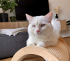 Photo №4. I will sell ragdoll in the city of Munich. breeder - price - 317$