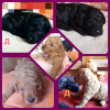Photo №1. poodle (toy) - for sale in the city of Minsk | negotiated | Announcement № 42650