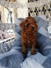 Additional photos: Red miniature poodle puppies