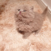 Photo №3. European shorthair kittens. Germany