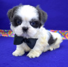 Photo №3. Adorable Shih Tzu Puppies for free adoption. Germany