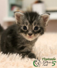 Photo №1. maine coon - for sale in the city of St. Petersburg | 545$ | Announcement № 8429