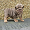 Photo №1. english bulldog - for sale in the city of Berlin | Is free | Announcement № 125096