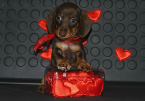 Photo №4. I will sell dachshund in the city of Москва. breeder - price - 481$