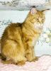 Photo №1. maine coon - for sale in the city of Minsk | 39$ | Announcement № 7997