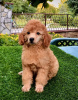 Photo №2 to announcement № 122377 for the sale of poodle (toy) - buy in Serbia breeder